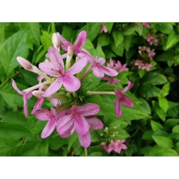 adenium plant (35)-3307145-47327.webp